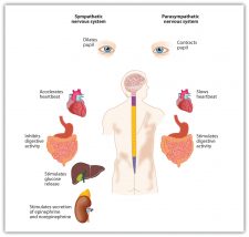 3.4 Putting It All Together: The Nervous System and the Endocrine ...