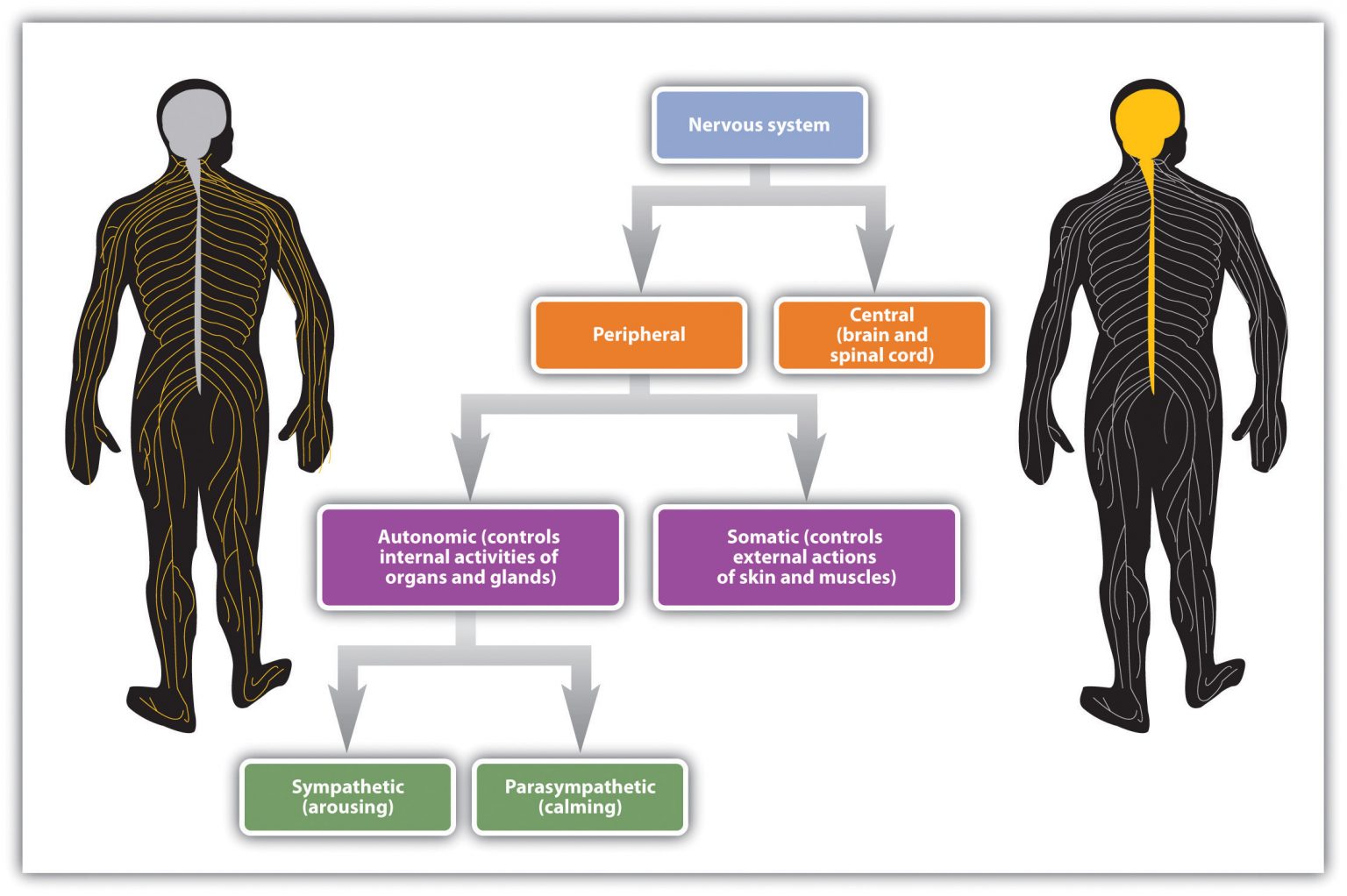 primary-central-nervous-system-lymphoma-nyu-langone-health