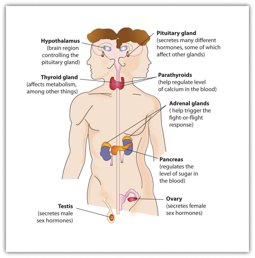 3.4 Putting It All Together: The Nervous System and the Endocrine ...