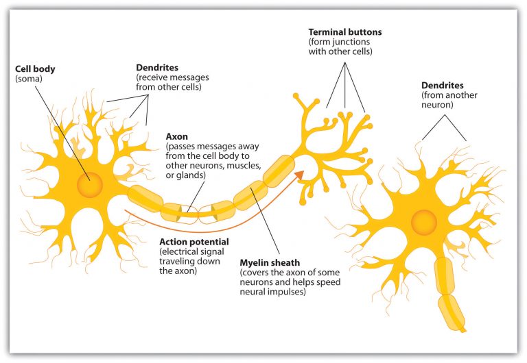 ppt-unit-3-biological-bases-of-behavior-powerpoint-presentation