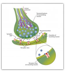 3.1 Neurons, Neurotransmitters, and Hormones – Psychology – 1st ...