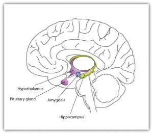 3.2 Our Brains Control Our Thoughts, Feelings, And Behaviour 