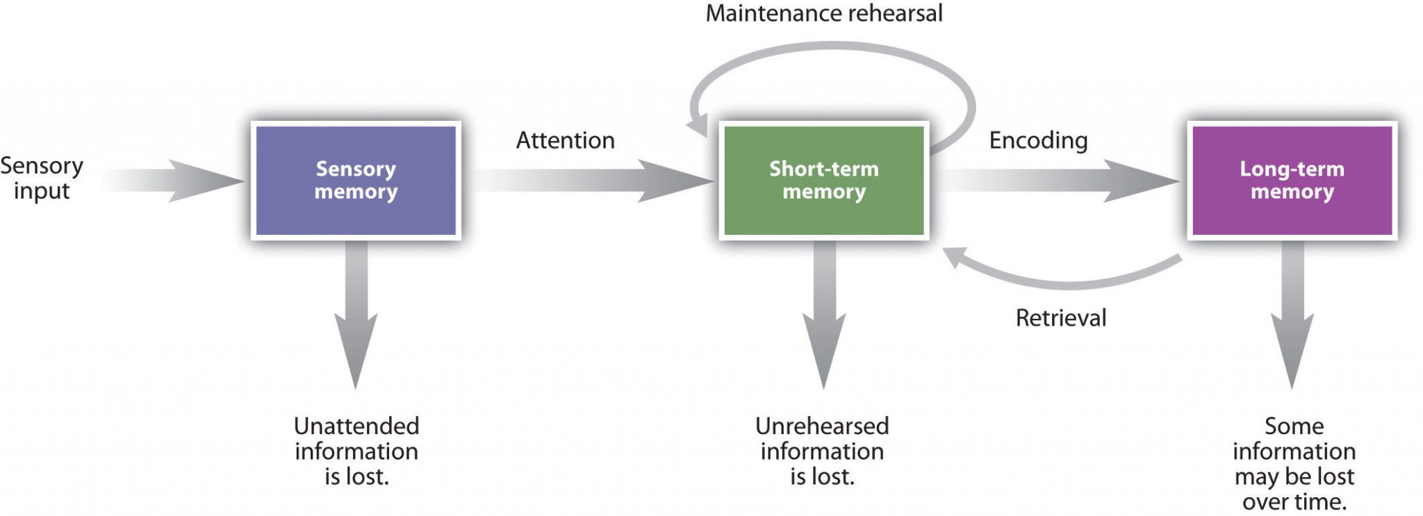 atkinson-shiffrin-3-stage-model-of-human-memory-download-scientific