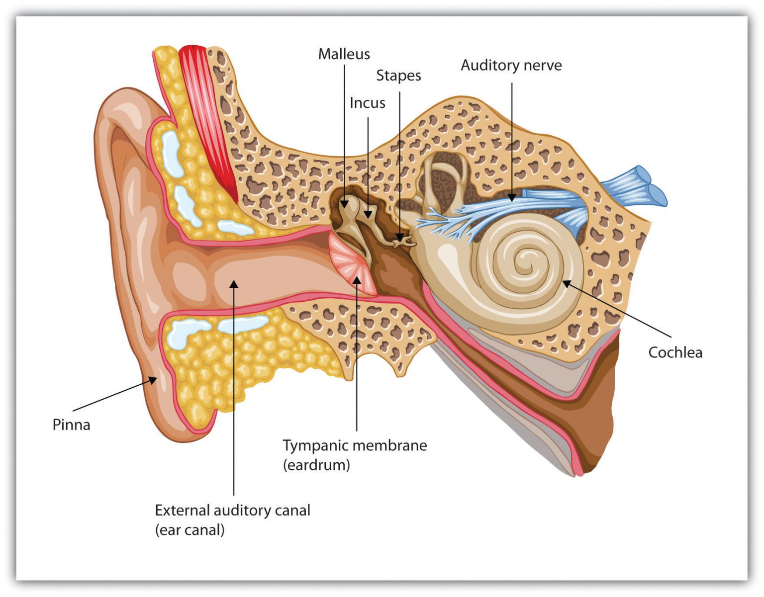 auditory ear canal